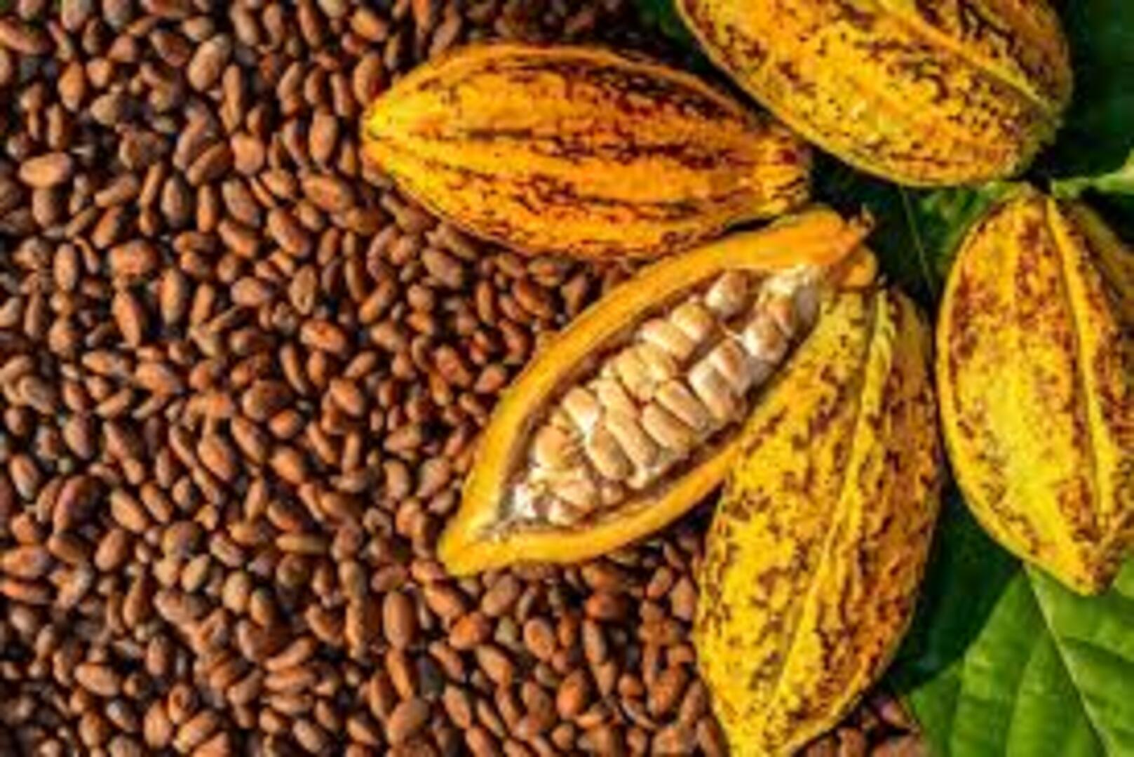 Cocoa: Farm-Gate Price Set at CFA 1,200 per Kilo for the Mid-Crop Season
